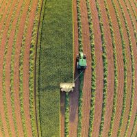 Cutting the Hay