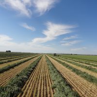 Rows of freshly cut hay