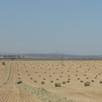 Hay as far as the eye can see!
