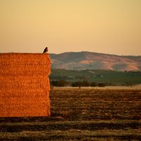 Sunset over the hay paddocks