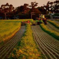 Beautiful Spring crops