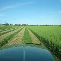 Cutting hay