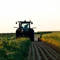 Cutting Hay