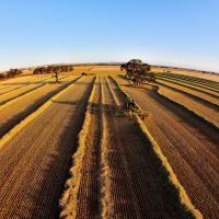 Raking the Hay